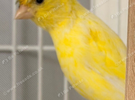 Fringe Canary