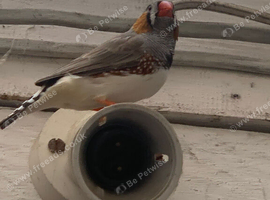male zebra finches