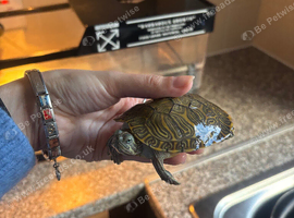 Turtle and set up