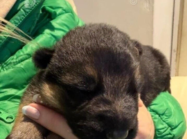 Puppy male German shepherd