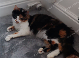 Calico female cat