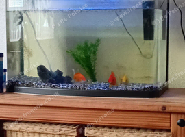 Tank and three Goldfish