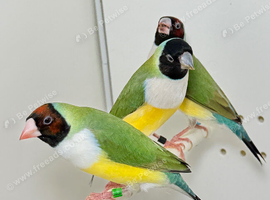 Female gouldian finches  for sale