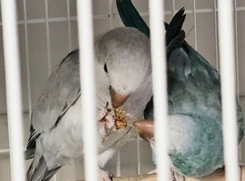 I have a bonded proven pair of Quaker parrot