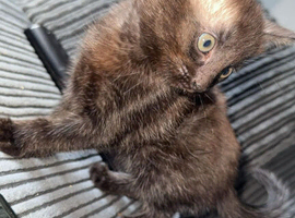 Last kitten to go. 8 weeks and available immediately. Collection or delivery.