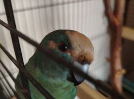 Blue, white and black male for sale