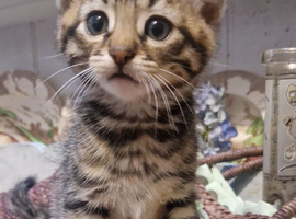 Gorgeous kittens available. Bengal cross