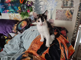 Maincoon x Siamese Babies Ready 4 4eva loving Homes now