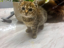 Maincoone cross kitten