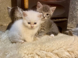BEAUTIFUL Ragdoll X kittens