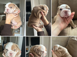 Stunning English bulldogs