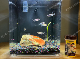 Superfish Home 8 setup with 6 x Blue Emperor Tetras