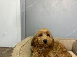 Lilac beautiful litter of cockapoo girls