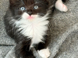 Pedigree Siberian Kittens 2 left!