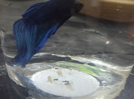 Blue male betta
