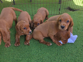 Red Working type cocker spaniel puppies