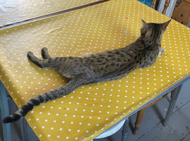 Bengal cat (female)