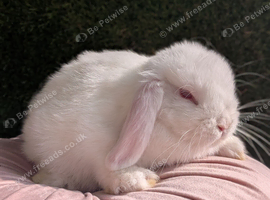 Mini lop