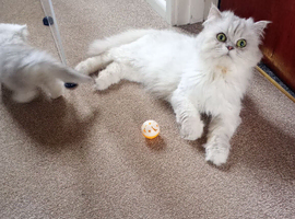 Stunning Litter of Persian Kittens