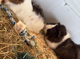 Bob & Marley