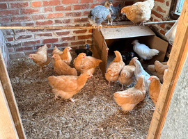 Buff Orpington