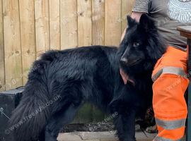 Proven - Black German Shepherd Dog - At Stud