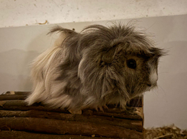 Gorgeous bonded boars