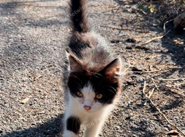 Female kitten for sale