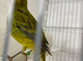 Fife canary just starting to sing