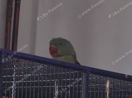 Female alexandrine