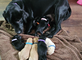 Labrador