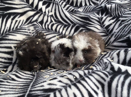 Baby Fluffy Guinea Pigs Ready Now