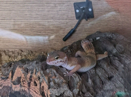 Beautiful leopard gecko