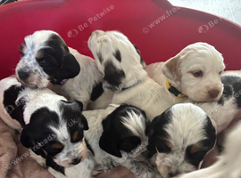 6 beautiful sprocker cross puppy's for sale