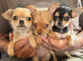 Chorkie pups