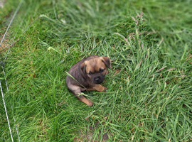 Border terrier pup's two dogs & two biches.