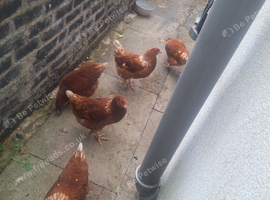 Hen