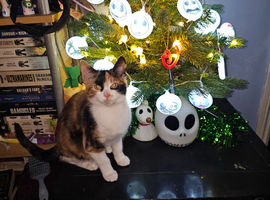 2 females cat looking for home