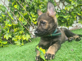 Working line gsd