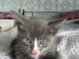 Gorgeous grey and white kitten
