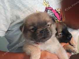Puppies sale out this world