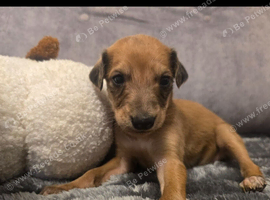 Lurcher pups