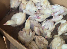 I got 10  2 week old meat chickens for sale
