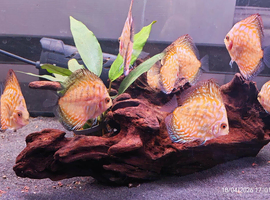 Yellow Checkerboard Discuss -&pound;25 each