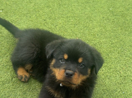 Rottweilers