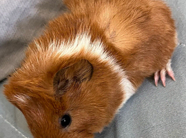 2 stunning boar babies