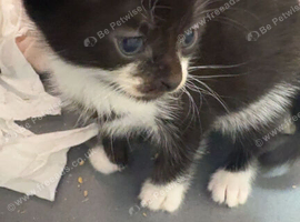 3 kittens 1 boy 2 girls