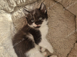 Adorable black and white kittens ready for a new home