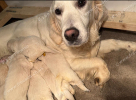 Golden retriever