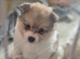 5 gorgeous pomeranian 4 sale
